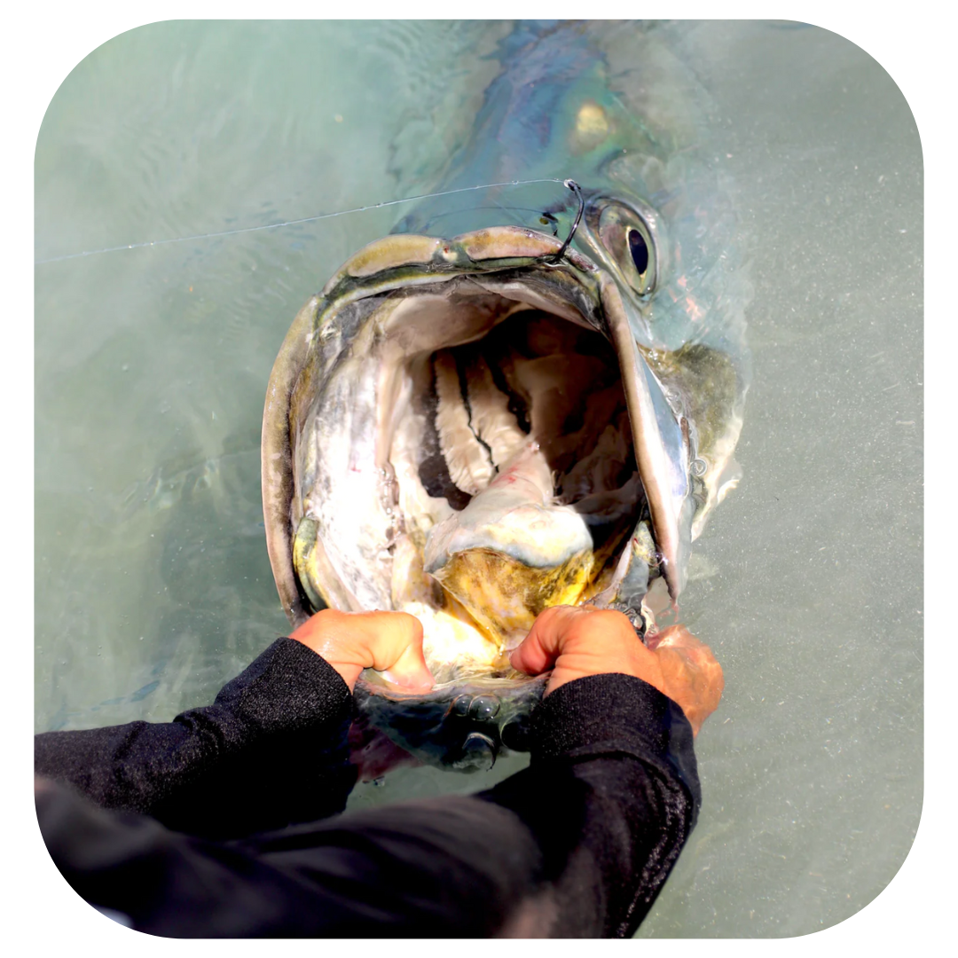 Destin Tarpon Fishing Charter